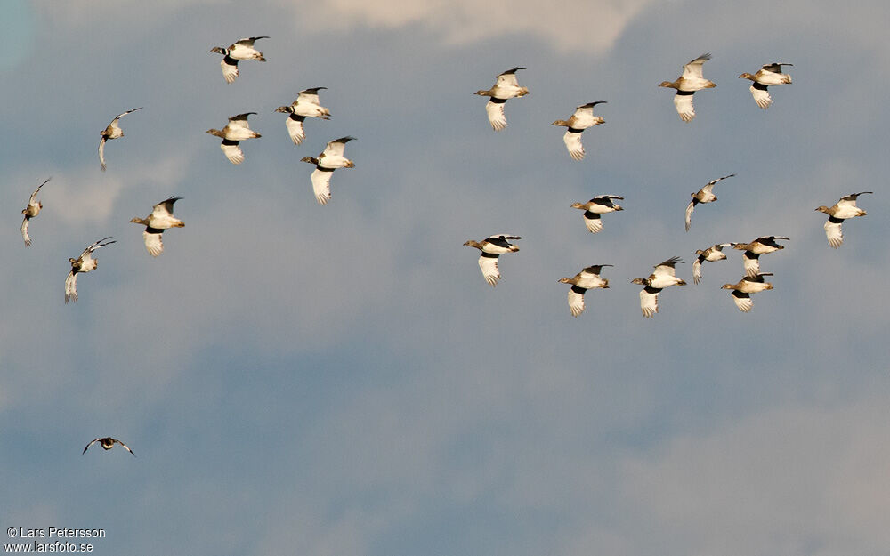 Little Bustard