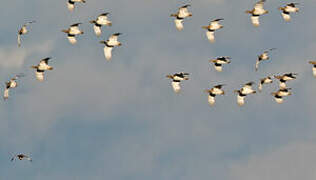 Little Bustard