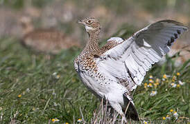 Little Bustard