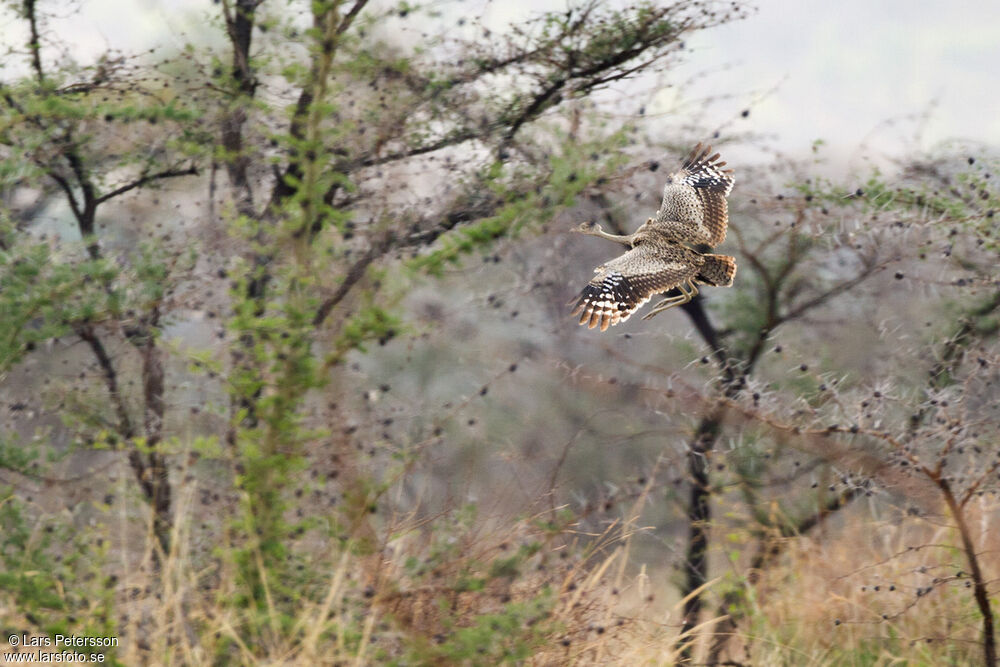 Buff-crested Bustard