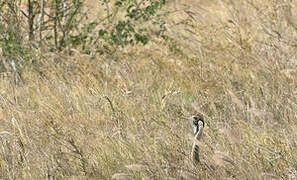 Hartlaub's Bustard