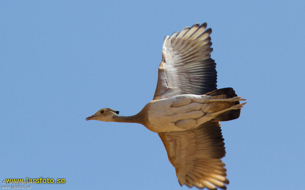 White-bellied Bustard