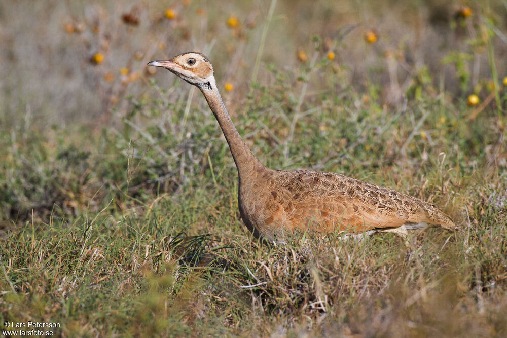 White-bellied Bustard