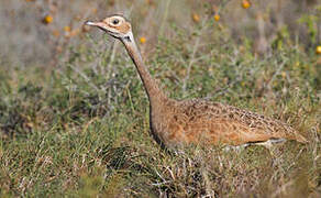 White-bellied Bustard