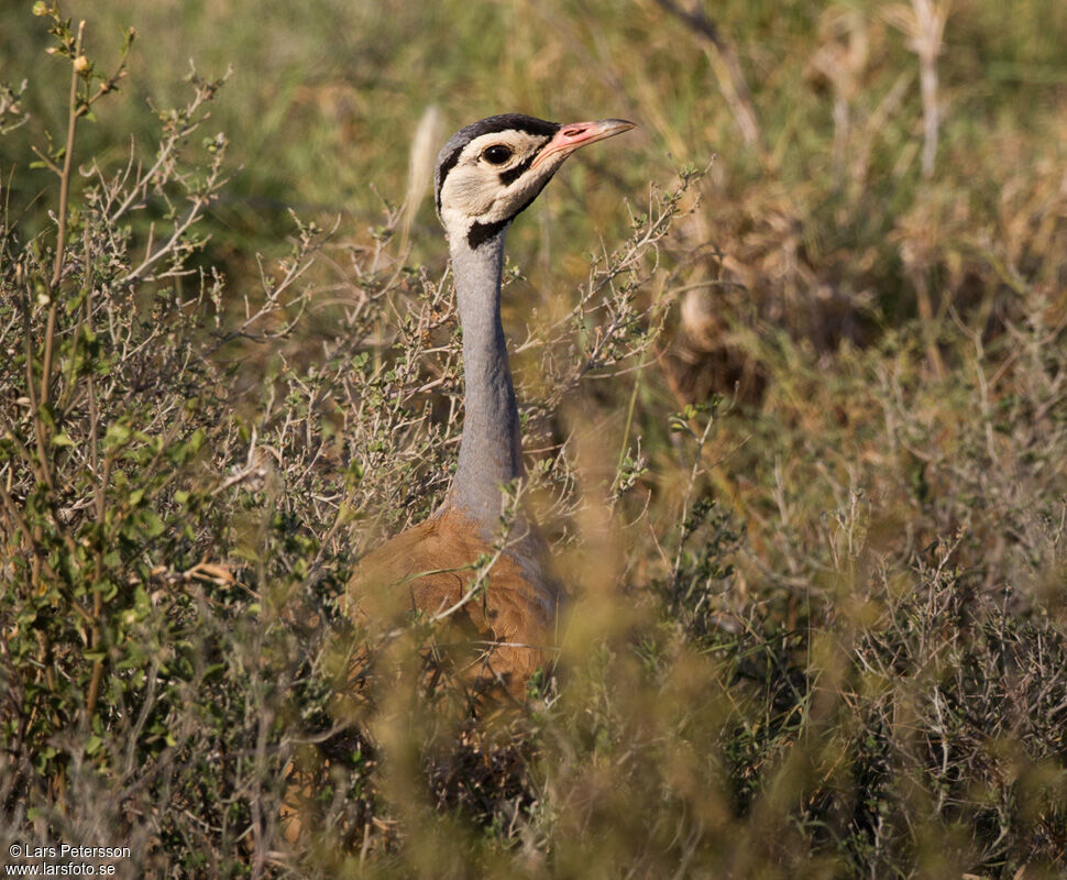 White-bellied Bustard