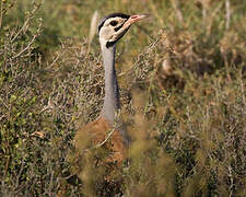 White-bellied Bustard