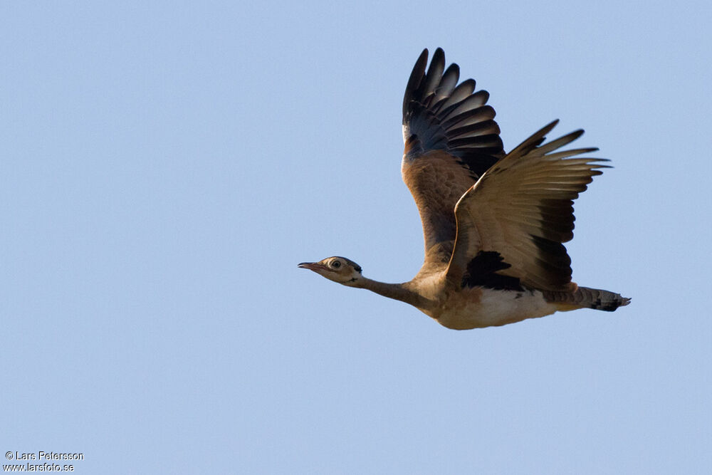 White-bellied Bustard