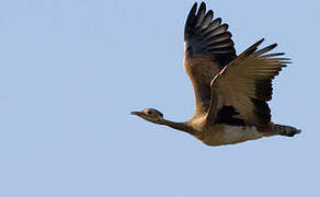 White-bellied Bustard