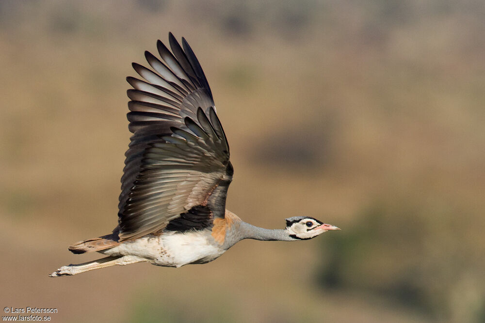 White-bellied Bustard