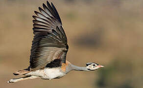 White-bellied Bustard