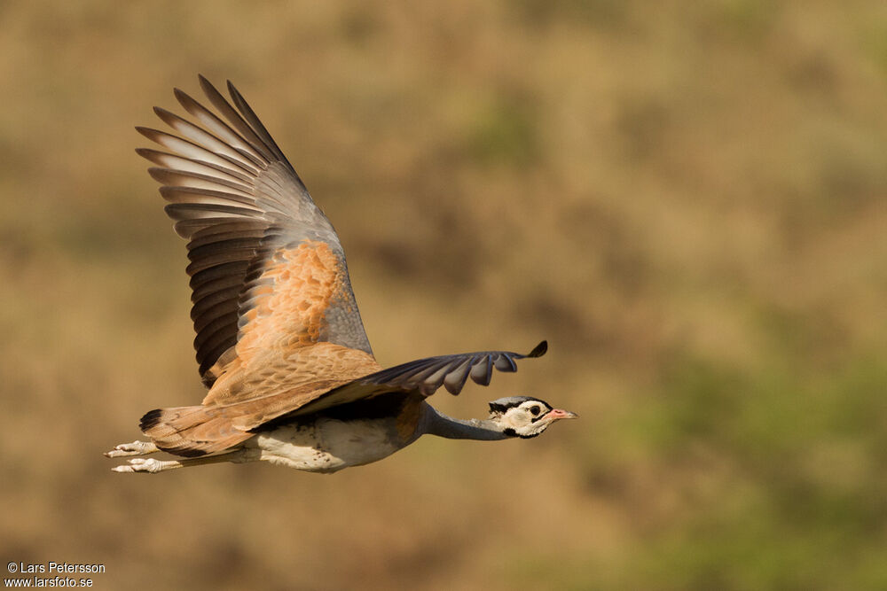 White-bellied Bustard