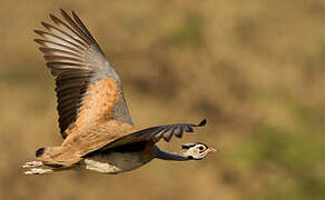 White-bellied Bustard