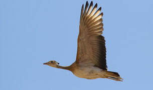 White-bellied Bustard