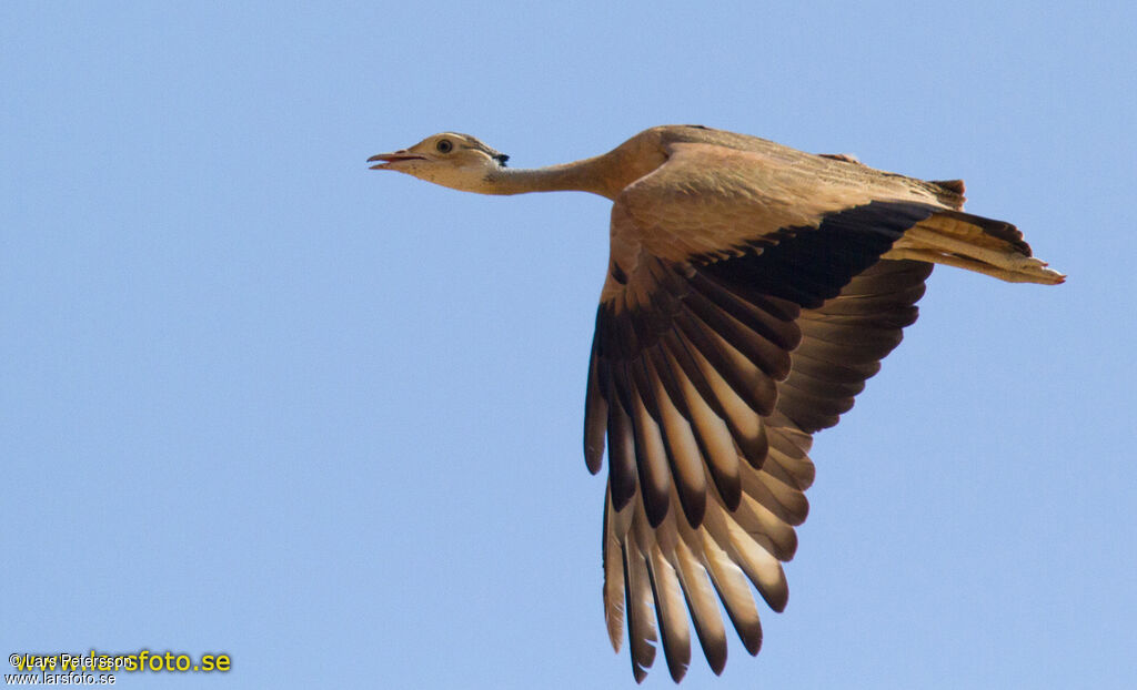 White-bellied Bustard