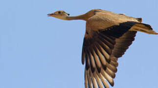 White-bellied Bustard