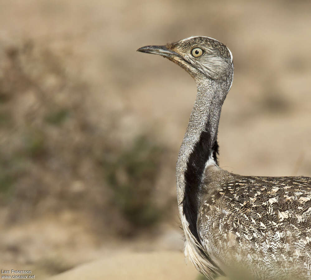 Outarde houbara mâle adulte, portrait