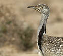 Outarde houbara