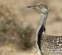 Houbara Bustard