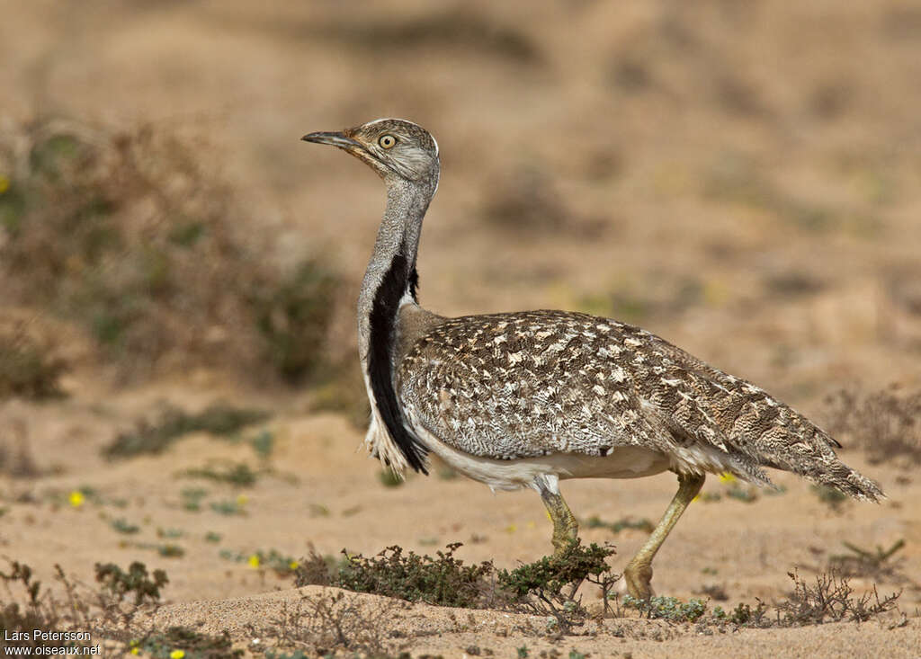 Outarde houbara mâle adulte, identification