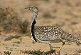 Outarde houbara