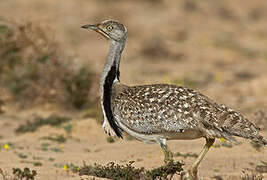 Outarde houbara