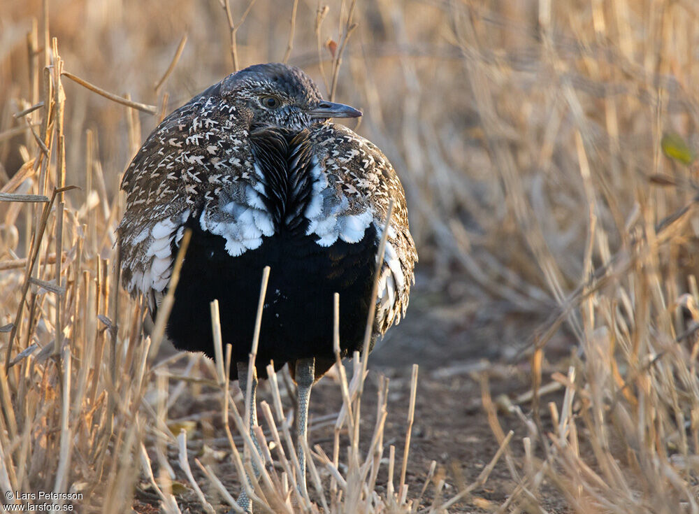 Red-crested Korhaan