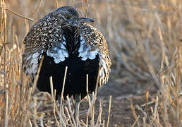 Red-crested Korhaan