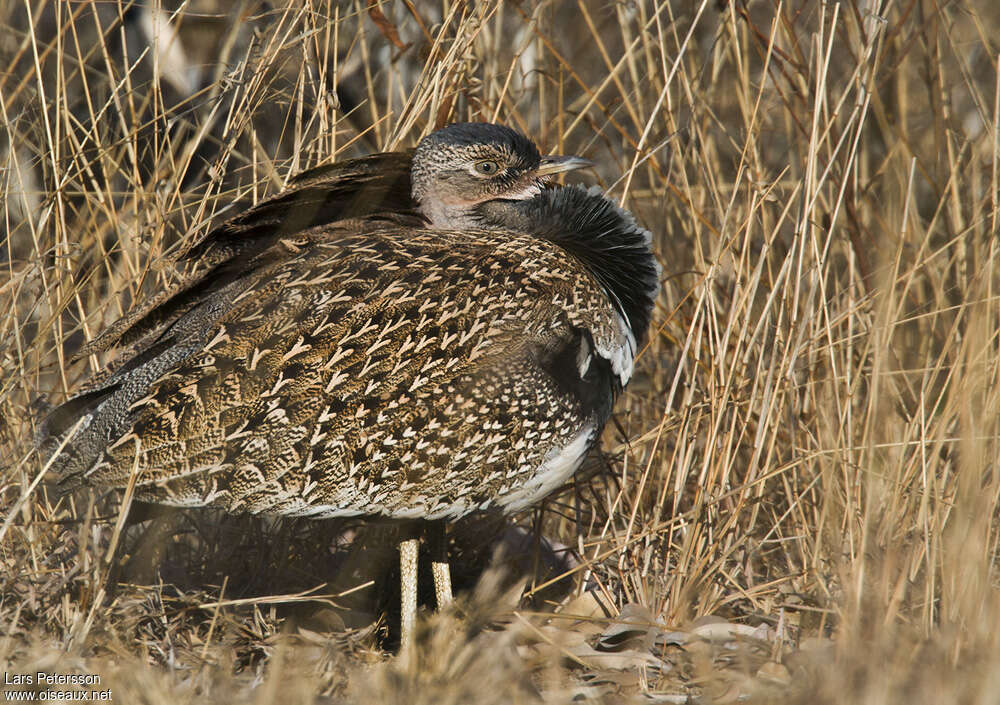 Red-crested Korhaan male adult, Behaviour