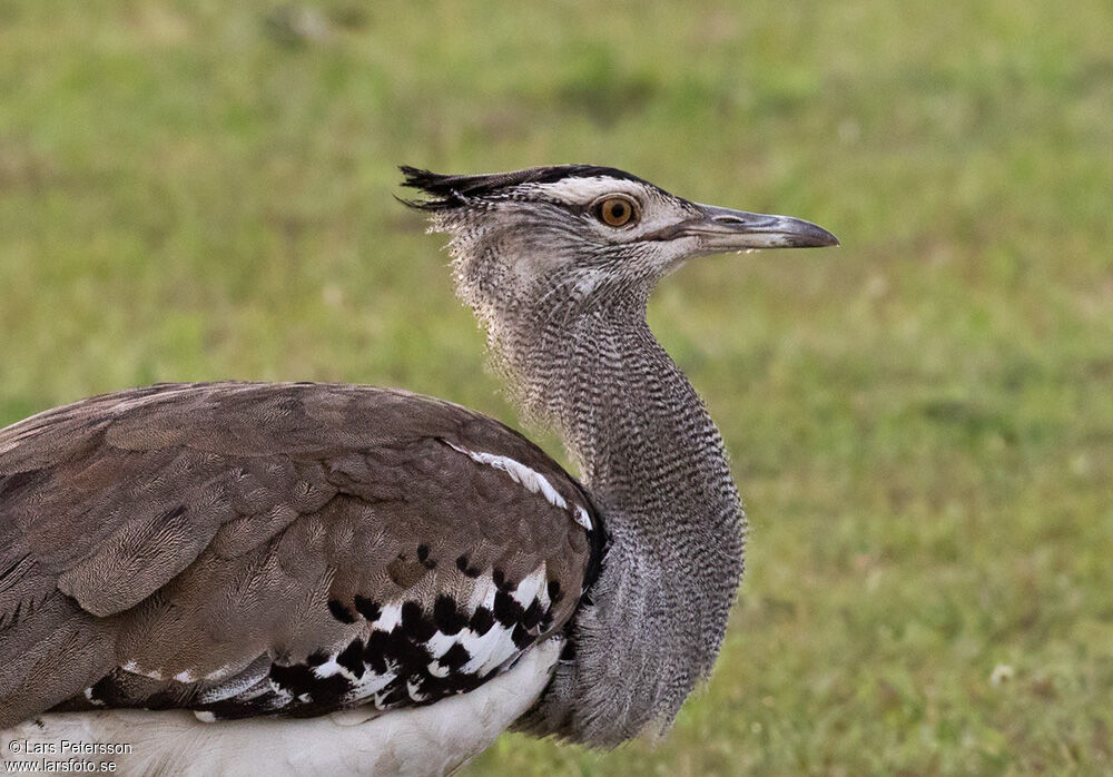 Kori Bustard