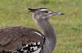 Kori Bustard