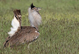 Kori Bustard