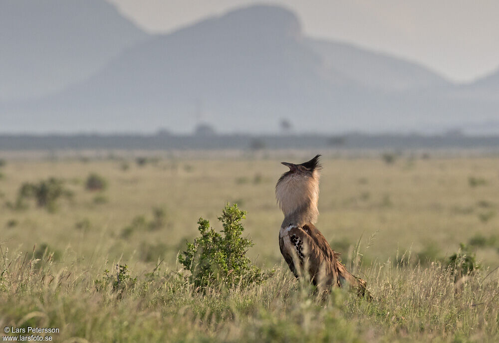 Kori Bustard