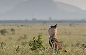 Kori Bustard