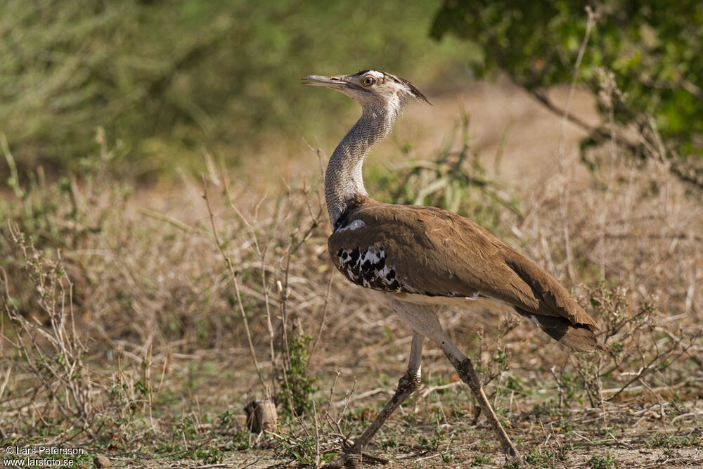 Kori Bustard