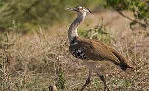 Kori Bustard