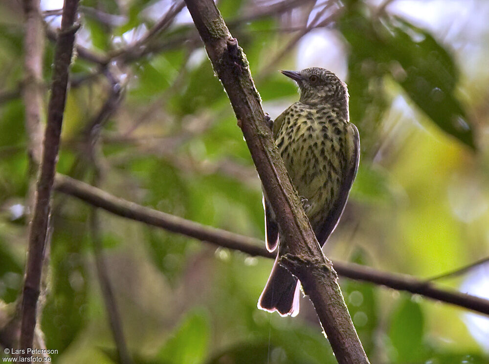 Sharpbill