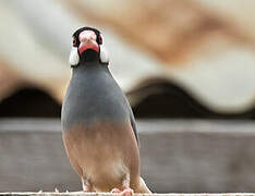 Java Sparrow