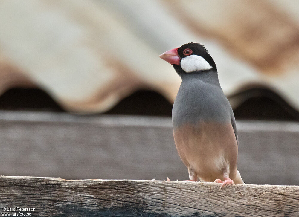 Java Sparrow