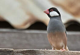 Java Sparrow