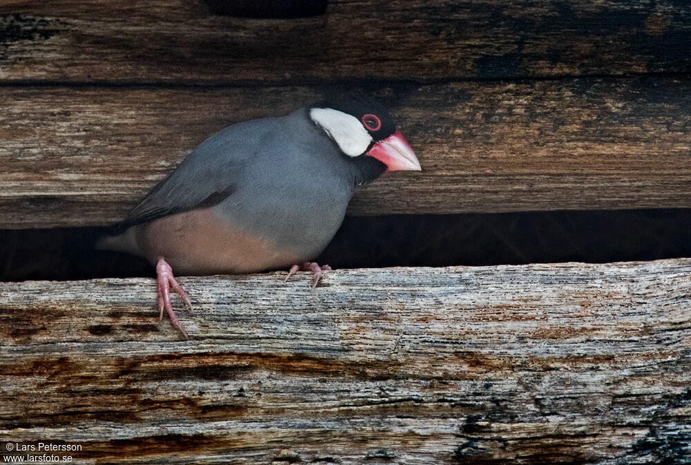 Java Sparrow