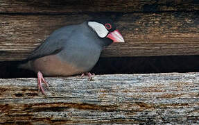 Java Sparrow