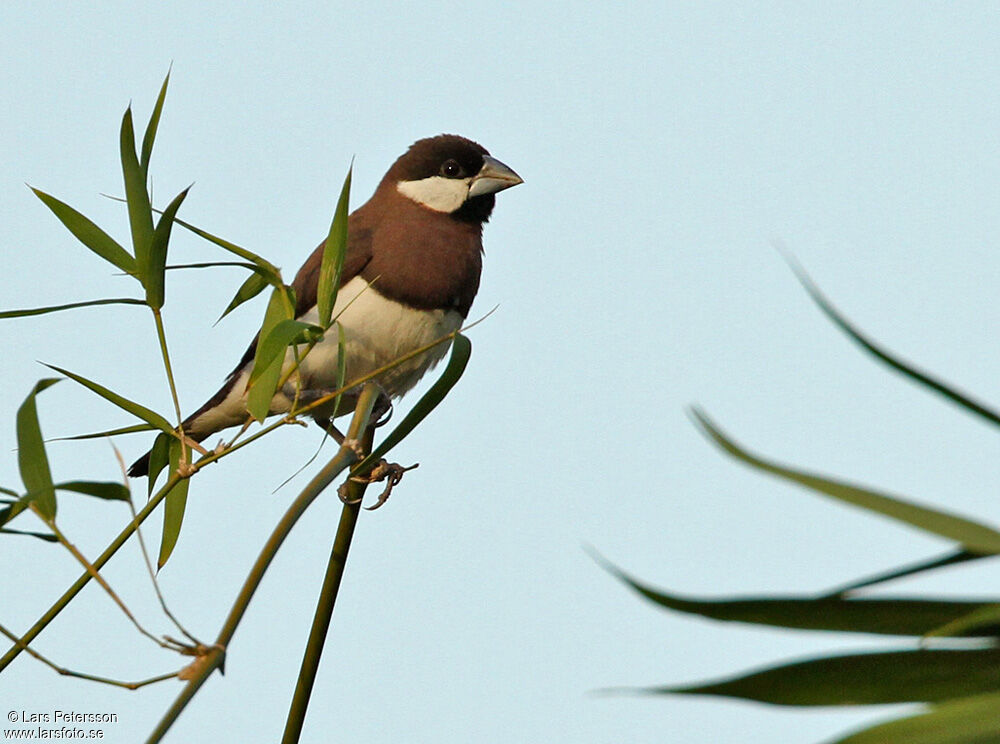 Timor Sparrow