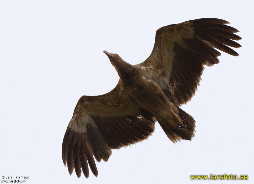 Palm-nut Vulture