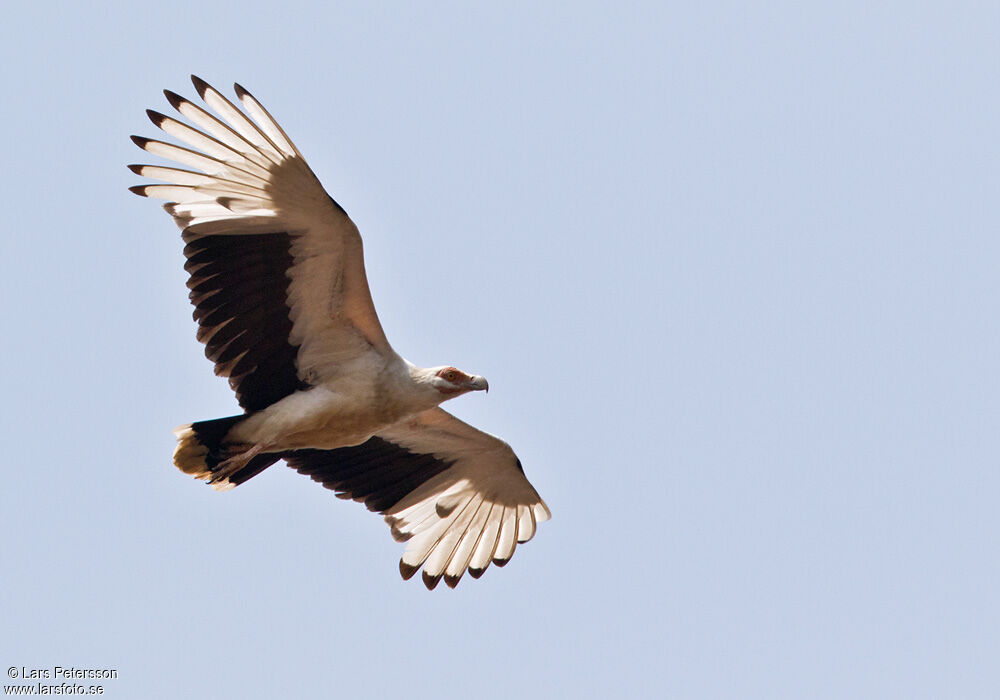 Palm-nut Vulture