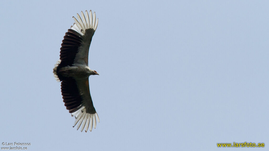 Palm-nut Vulture