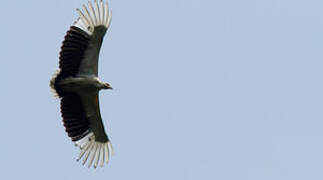 Palm-nut Vulture