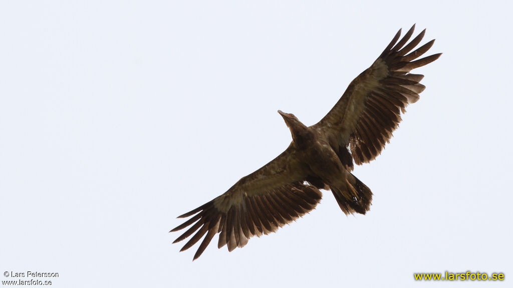 Palm-nut Vulture