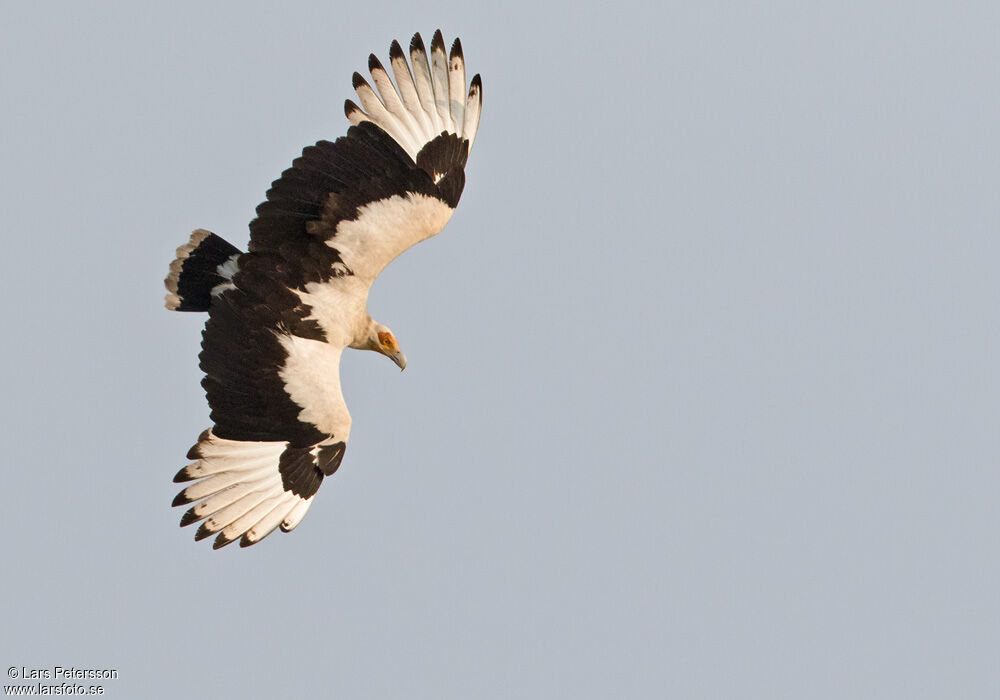 Palm-nut Vulture