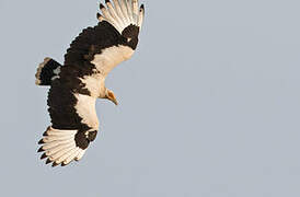 Palm-nut Vulture