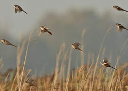 Bearded Reedling